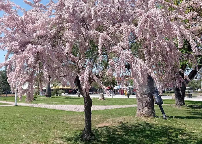 Perla Apartament Paralia Dionysiou